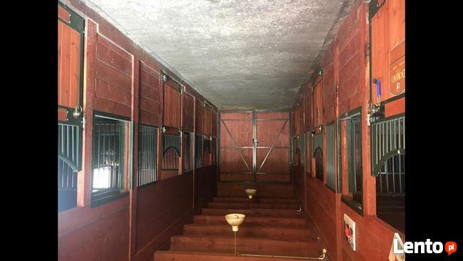 Stajnia wolnowybiegowa dla koni emerytów 55 km od wawy