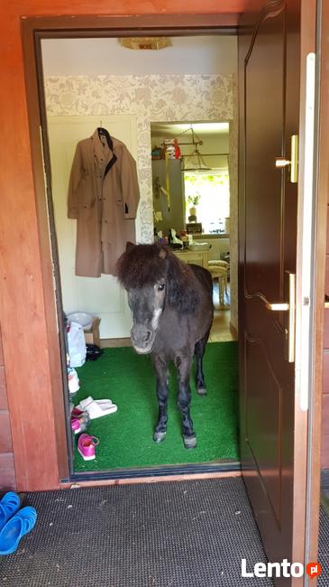 Stajnia wolnowybiegowa dla koni emerytów 55 km od wawy