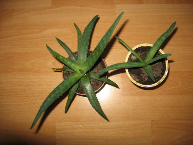 aloes