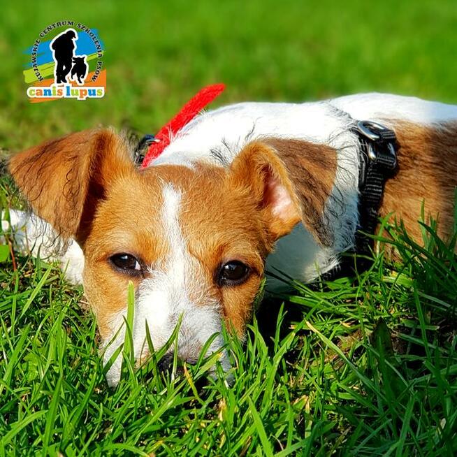 Pozytywne Szkolenie Psów Bydgoszcz