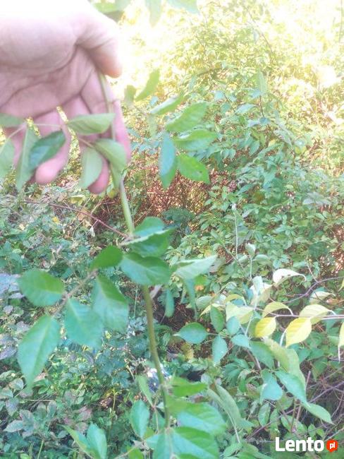 Szybko rosnący Naturalny ekolgiczny i miododajny Żywopłot