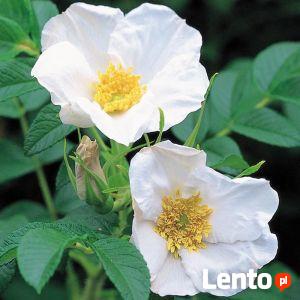 Szybko rosnący Naturalny ekolgiczny i miododajny Żywopłot