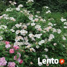 Szybko rosnący Naturalny ekolgiczny i miododajny Żywopłot