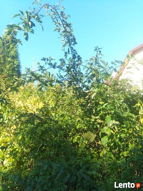 Szybko rosnący Naturalny ekolgiczny i miododajny Żywopłot