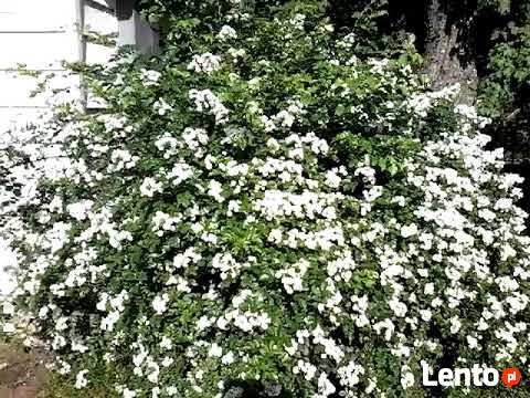 Szybko rosnący Naturalny ekolgiczny i miododajny Żywopłot