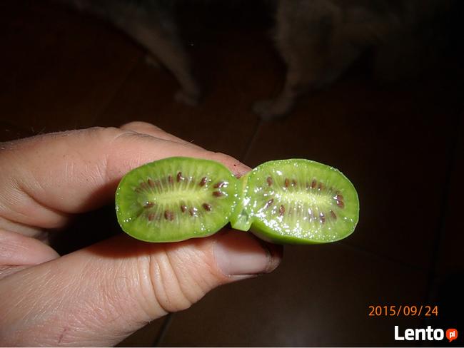 Kiwi Isai samopylne -aktinidia ostrolistna - grunt