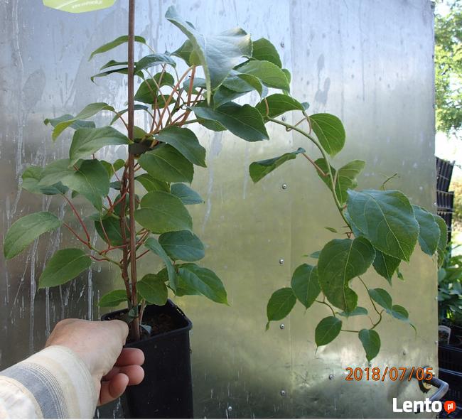 Kiwi Isai samopylne -aktinidia ostrolistna - grunt