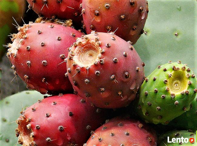 Opuncja figowa Opuntia ficus-indica figa indyjska