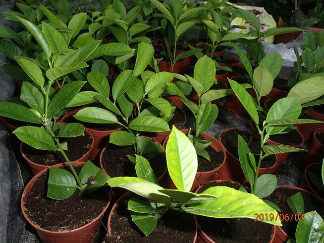 Cytryna skierniewicka - citrus ponderosa - 50 cm