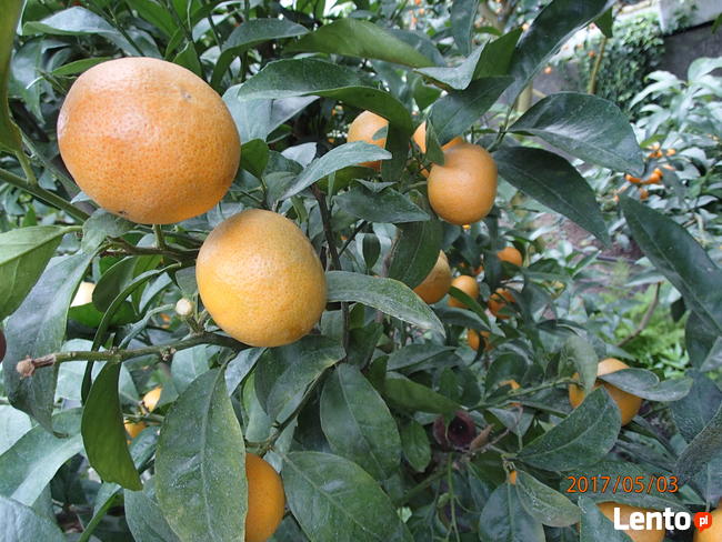 Mandarynka słodka - Sadzonka w doniczce -40 cm