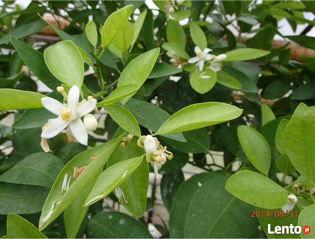Mandarynka słodka - Sadzonka w doniczce -40 cm