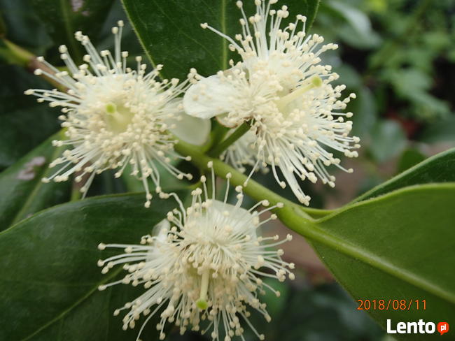 Gujawa truskawkowa Psidium cattleianum