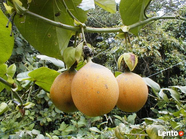 Passiflora ligularis słodka marakuja 100 cm