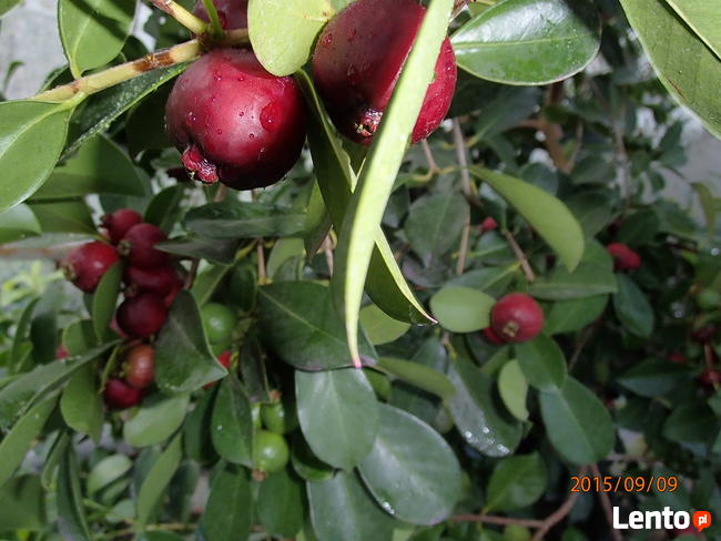 Gujawa truskawkowa -psidium cattleianum - sadzonka