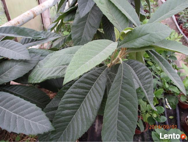 Nieszpułka - Nieśplik japoński-Sadzonka w doniczce