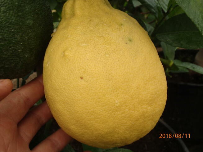 Cytryna skierniewicka - citrus ponderosa - 50 cm