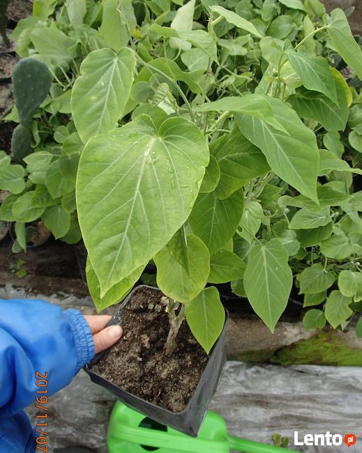 Passiflora ligularis słodka marakuja 100 cm