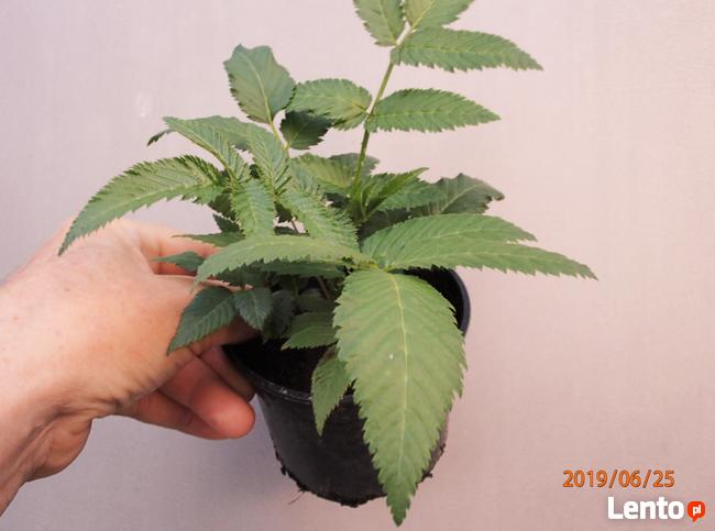 Malinotruskawka - malina ponętna - w doniczce