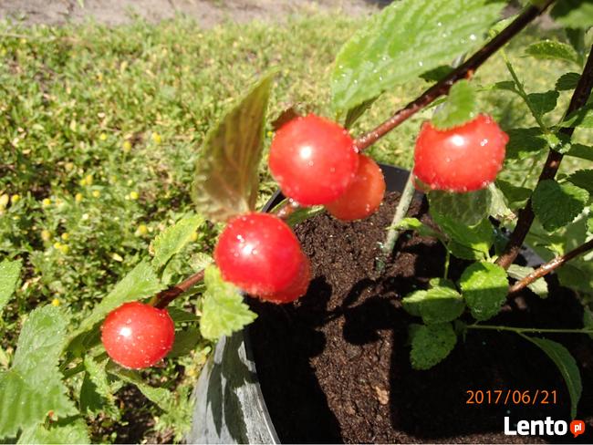 Wiśnia kosmata Prunus tomentosa w doniczce 50cm