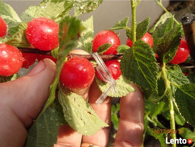 Wiśnia kosmata Prunus tomentosa w doniczce 50cm