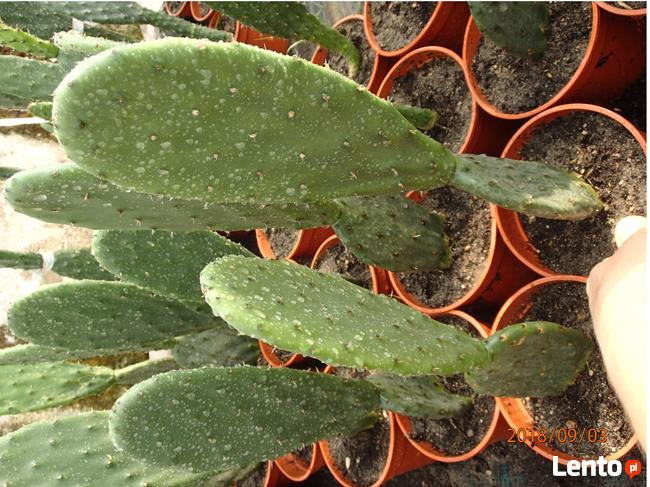Opuncja figowa Opuntia ficus-indica figa indyjska