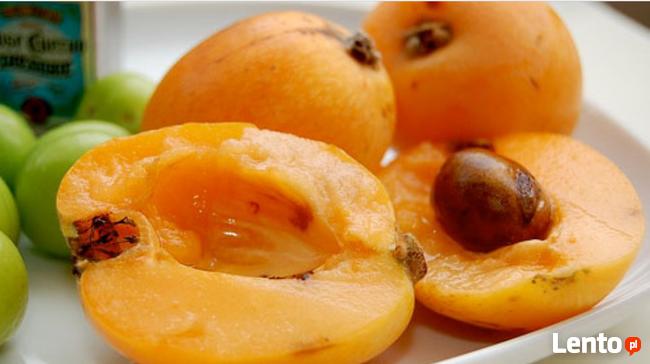 Nieszpułka - Nieśplik japoński-Sadzonka w doniczce