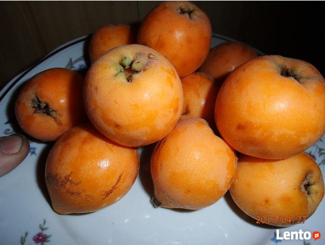 Nieszpułka - Nieśplik japoński - Sadzonka