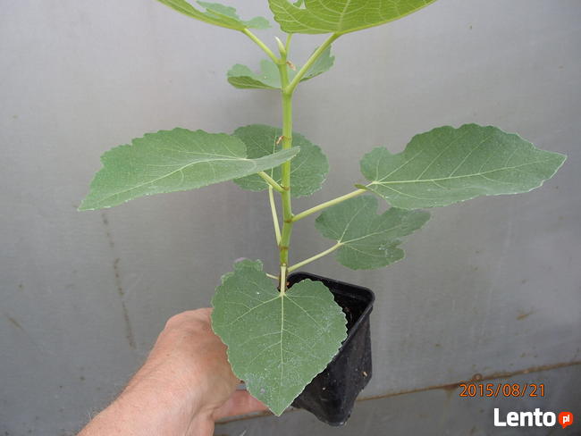 Figa brown turkey sadzonka w doniczce