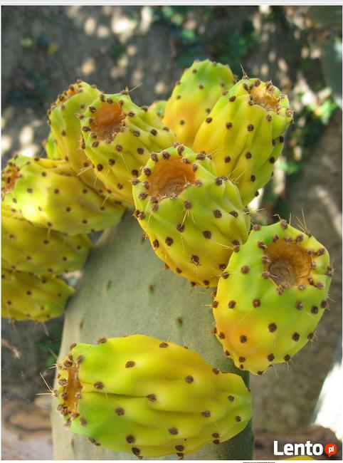 Opuncja figowa Opuntia ficus-indica figa indyjska