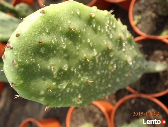 Opuncja figowa Opuntia ficus-indica figa indyjska