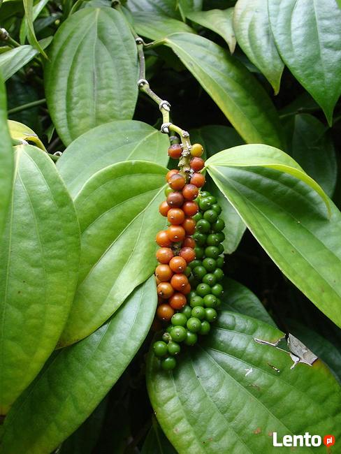 Pieprz czarny -piper nigrum-sadzonki - w doniczce