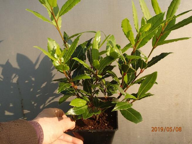 Liść laurowy Laur szlachetny Sadzonka w doniczce 100 cm