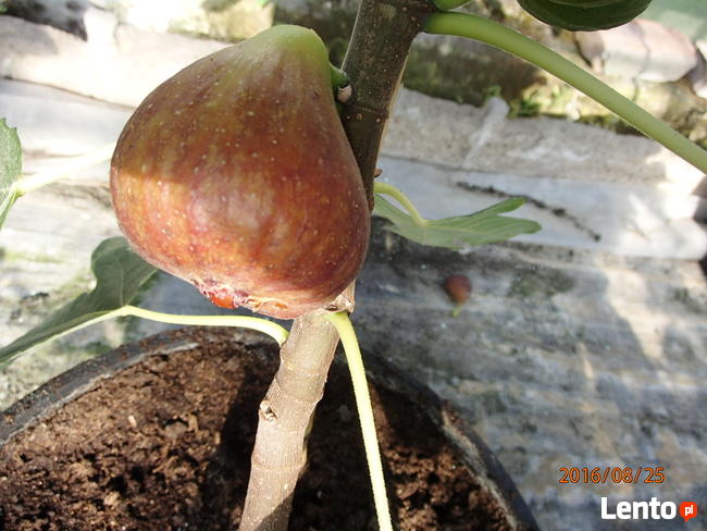 Figa brown turkey sadzonka w doniczce