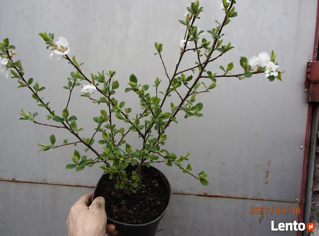 Wiśnia kosmata Prunus tomentosa w doniczce 50cm