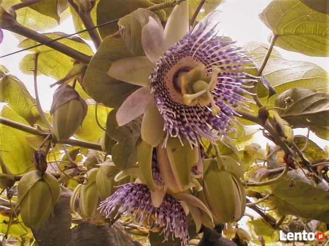 Passiflora ligularis słodka marakuja 100 cm