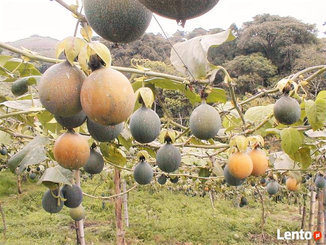 Passiflora ligularis słodka marakuja 100 cm