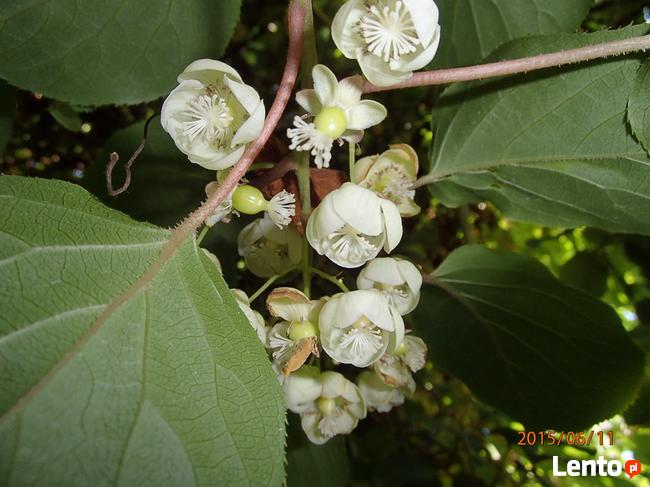 Kiwi Isai samopylne -aktinidia ostrolistna - grunt