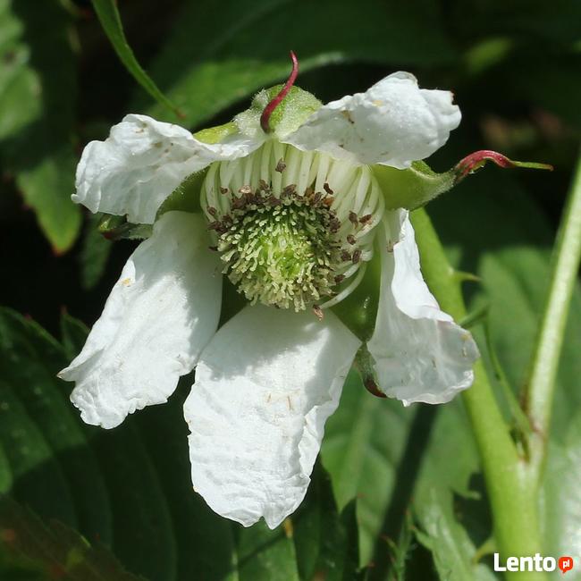 Malinotruskawka - malina ponętna - w doniczce