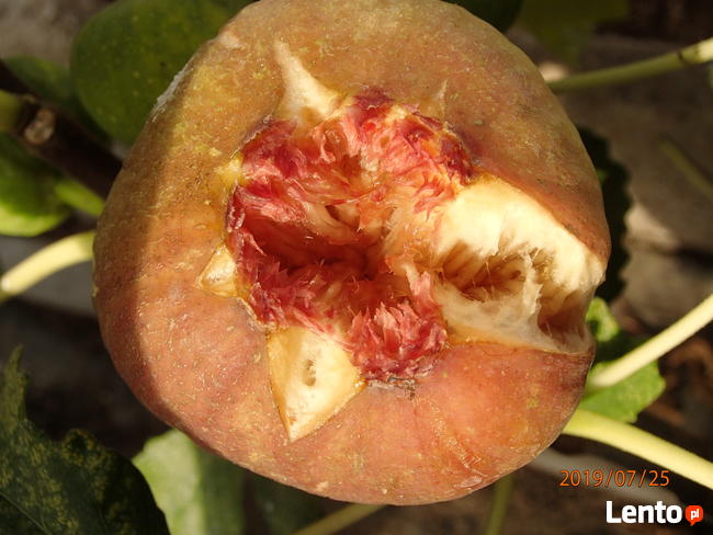 Figa brown turkey sadzonka w doniczce