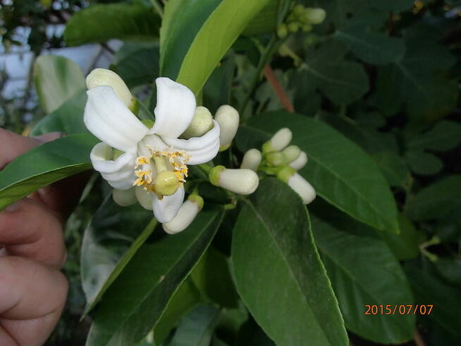 Cytryna skierniewicka - citrus ponderosa - 50 cm