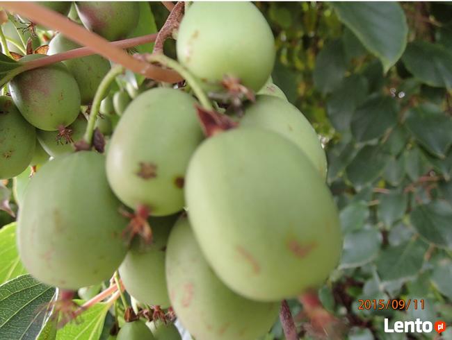 Kiwi Isai samopylne -aktinidia ostrolistna - grunt