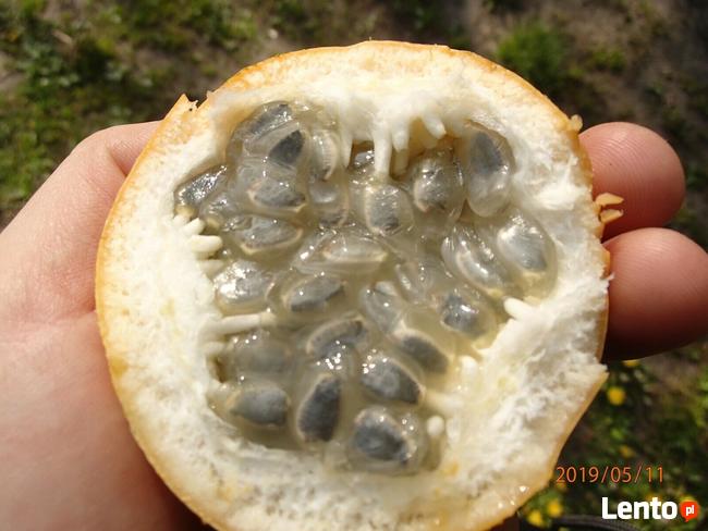 Passiflora ligularis słodka marakuja 100 cm