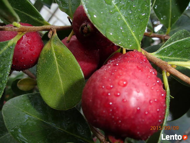 Gujawa truskawkowa Psidium cattleianum