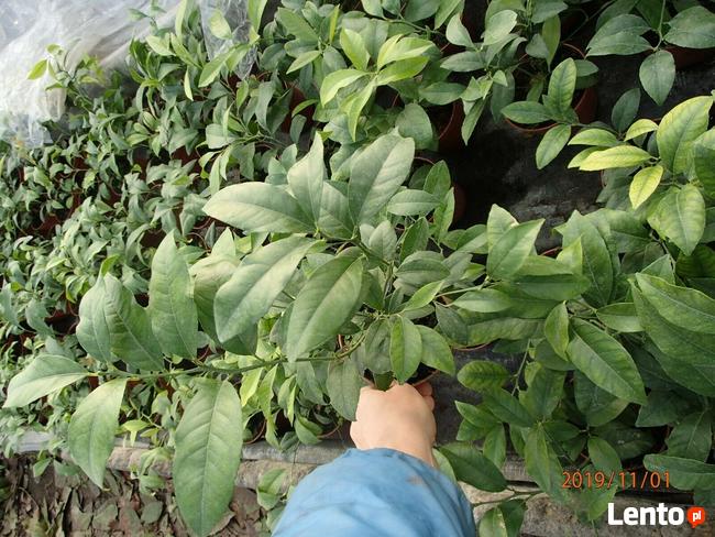 Mandarynka słodka - Sadzonka w doniczce -40 cm