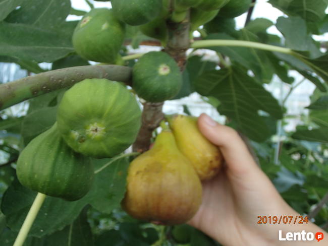 Figa brown turkey sadzonka w doniczce