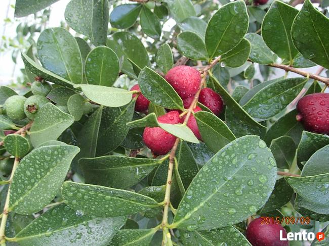 Gujawa truskawkowa -psidium cattleianum - sadzonka