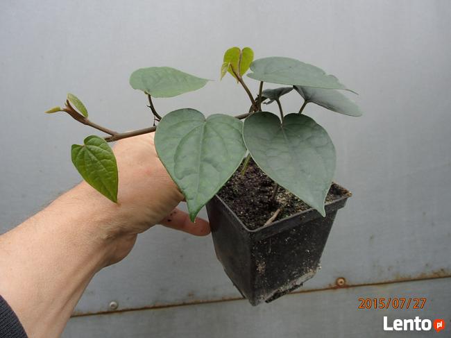 Pieprz czarny -piper nigrum-sadzonki - w doniczce