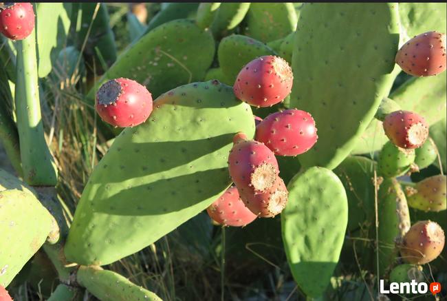 Opuncja figowa Opuntia ficus-indica figa indyjska