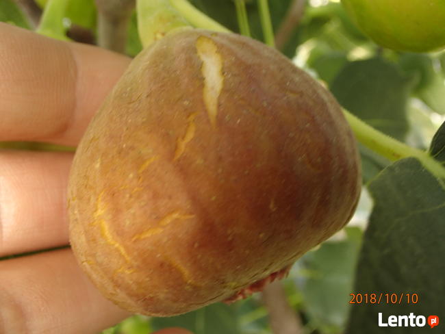 Figa brown turkey sadzonka w doniczce