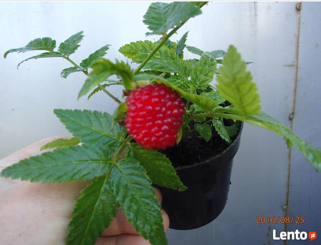 Malinotruskawka - malina ponętna - w doniczce